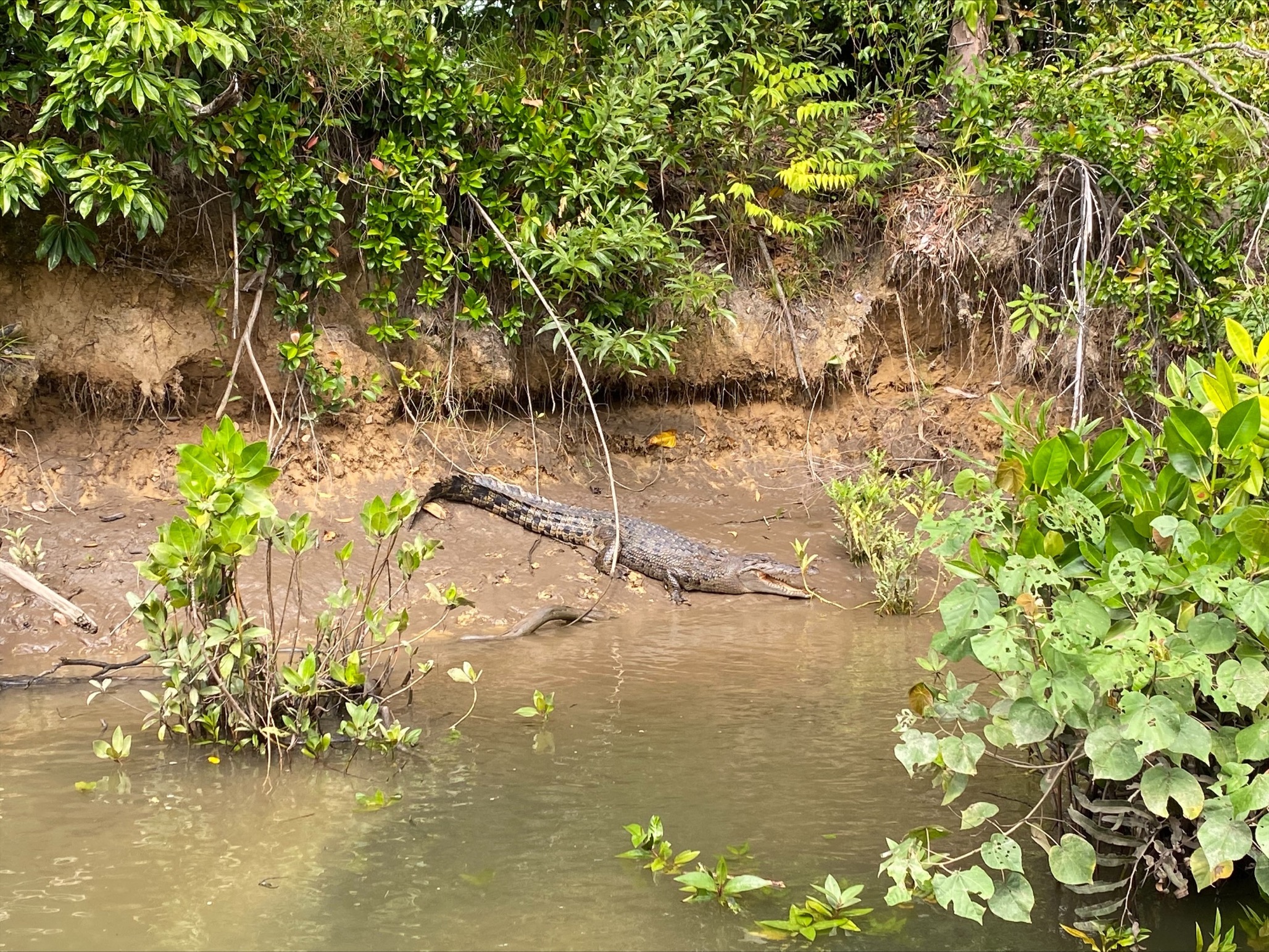 Crocodile